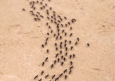 The Science of Ants: Understanding Their Behavior to Keep Them Out