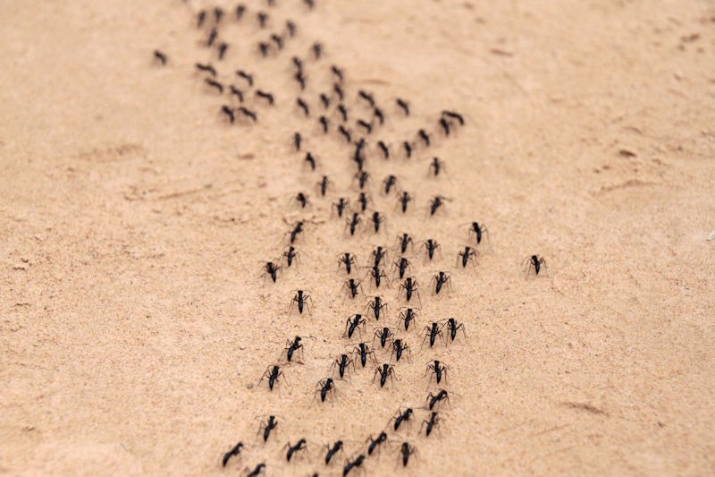 The Science of Ants: Understanding Their Behavior to Keep Them Out