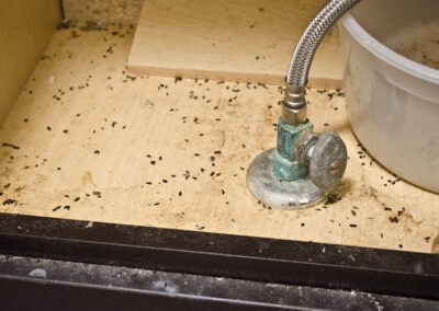 Winning the War Against Rodents: Innovative Solutions for a Rodent-Free Home