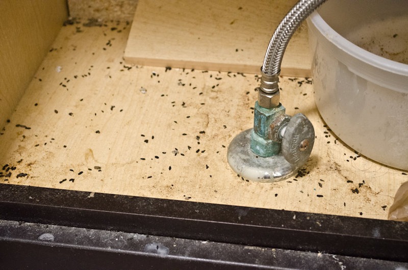Winning the War Against Rodents: Innovative Solutions for a Rodent-Free Home