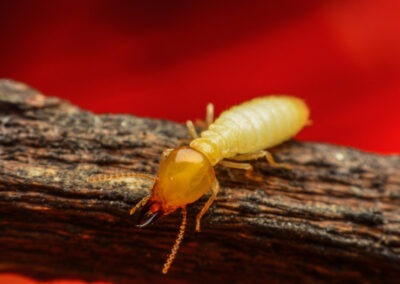 The Silent Invaders: Understanding and Combating Termites in Your Home