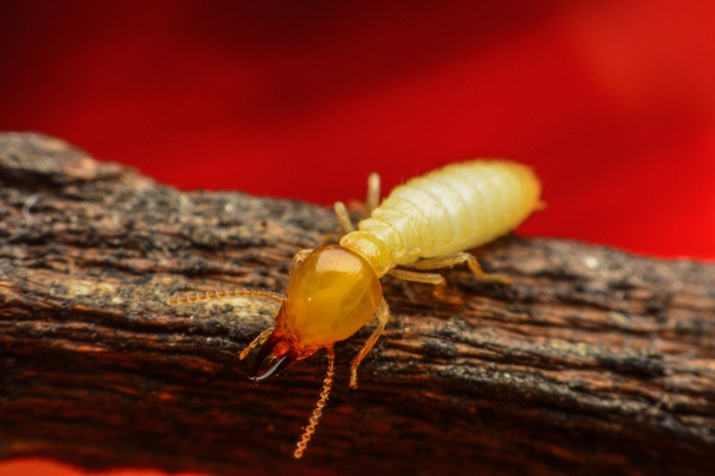 The Silent Invaders: Understanding and Combating Termites in Your Home