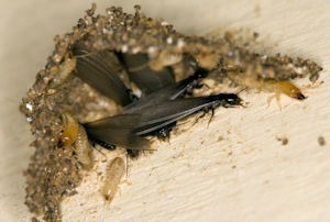 Bugging Out: Unveiling the Secret World of Termites in Your Home