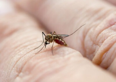 Tiny Foes, Big Problems: Understanding Mosquito-Borne Diseases