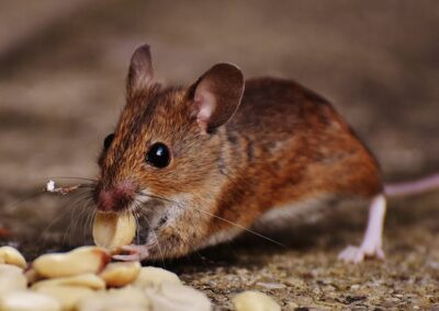 Fortifying Your Fortress: A Homeowner’s Guide to Rodent Proofing