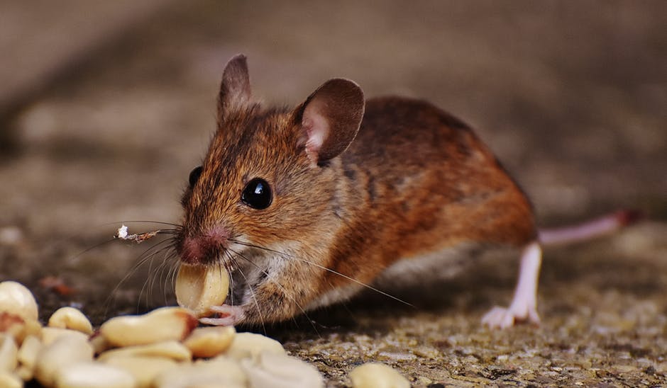 white footed mouse with nuts