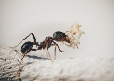 Natural Ant Repellents: Eco-Friendly Solutions to Ant Invasions